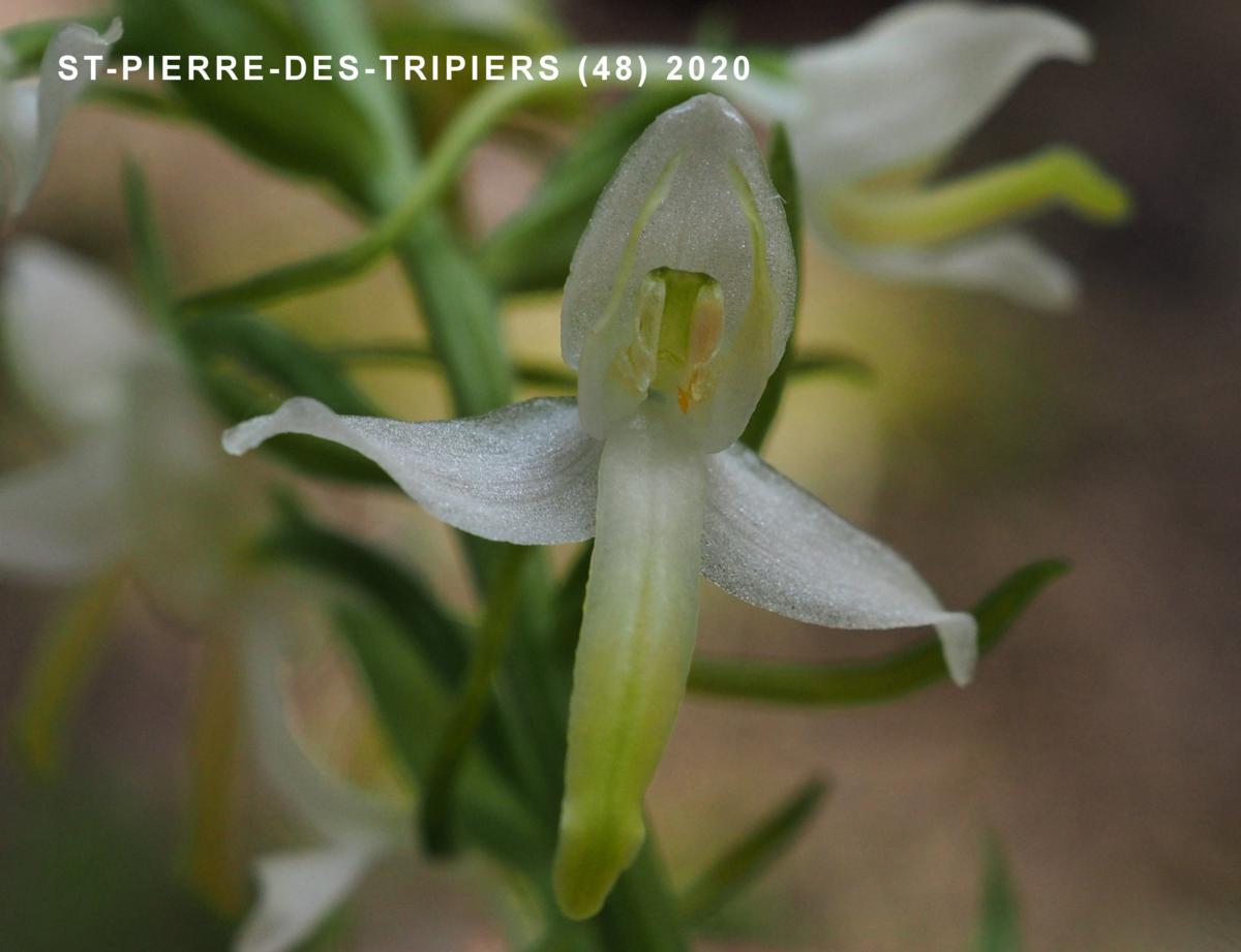 Orchid, Lesser Butterfly flower